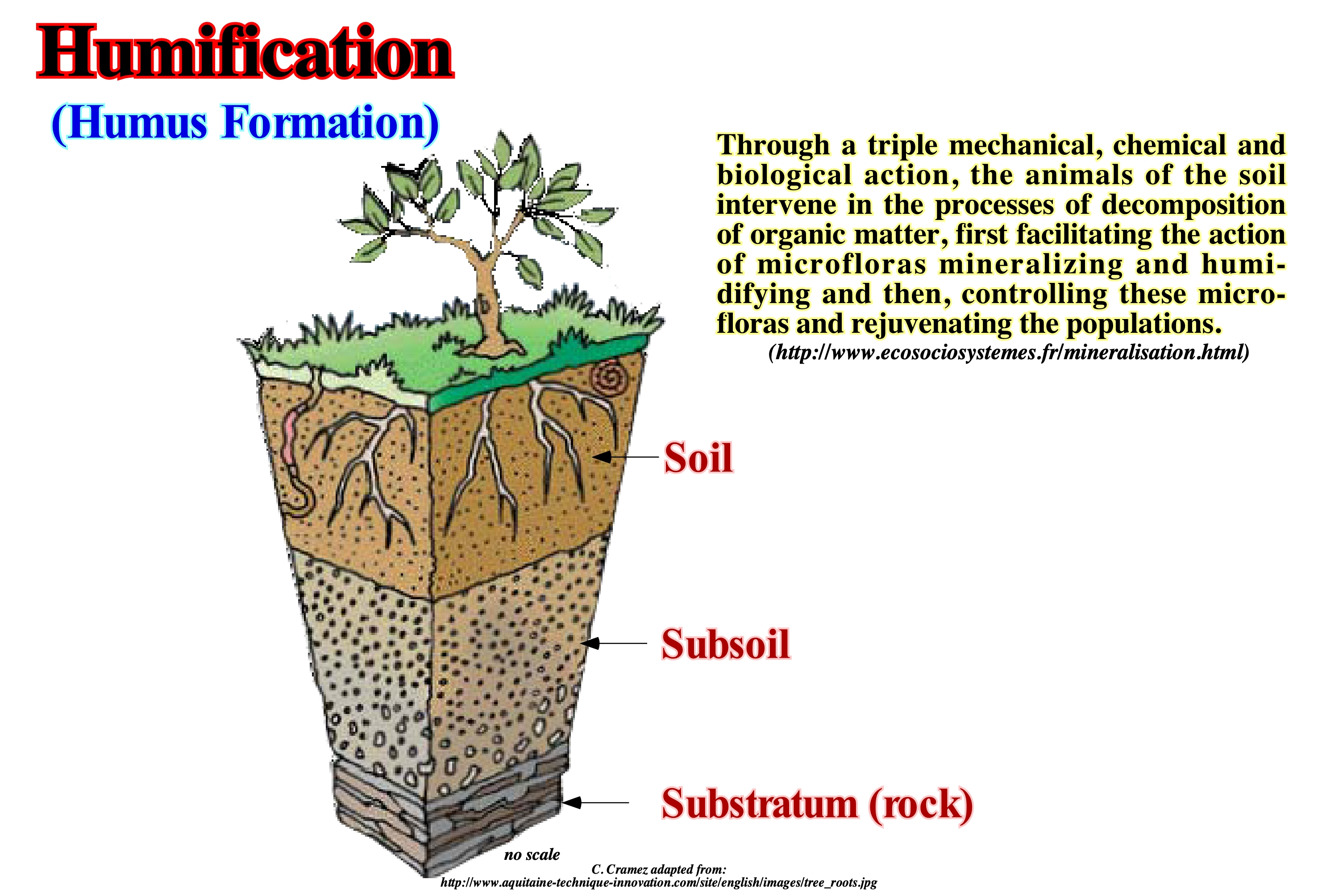 Humus Process Definition at Shelley Wells blog
